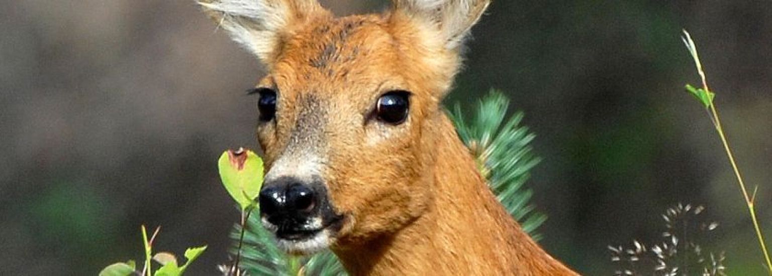 Häufig gestellte Fragen über Tiere auf Ameland- VVV Ameland.