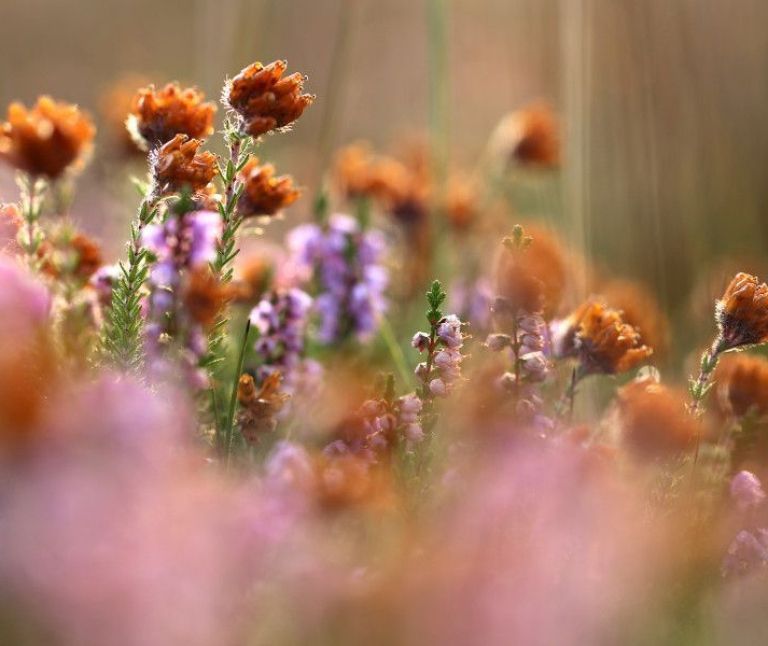 Natur - VVV Ameland