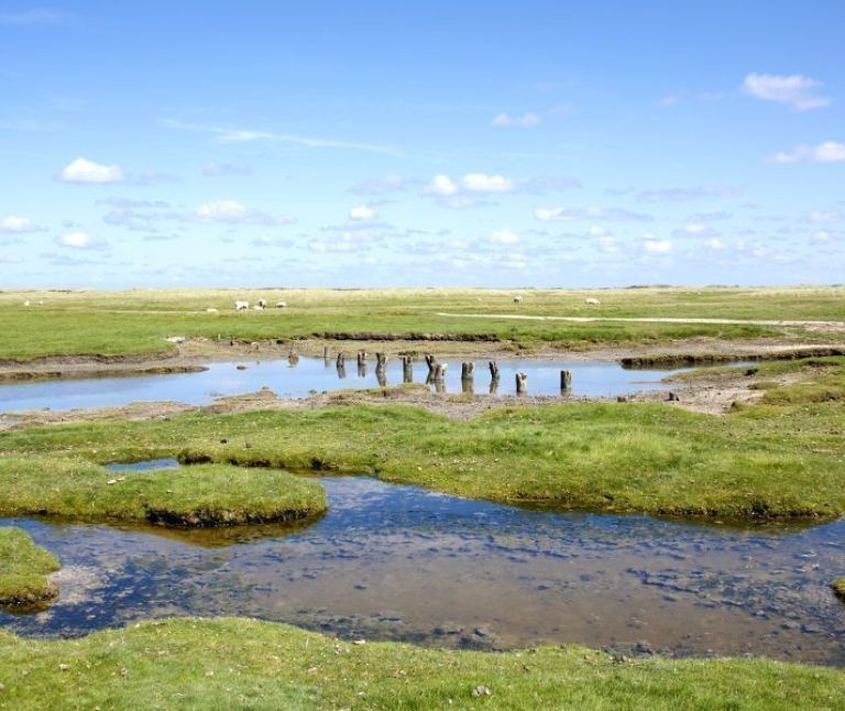 Natur - VVV Ameland