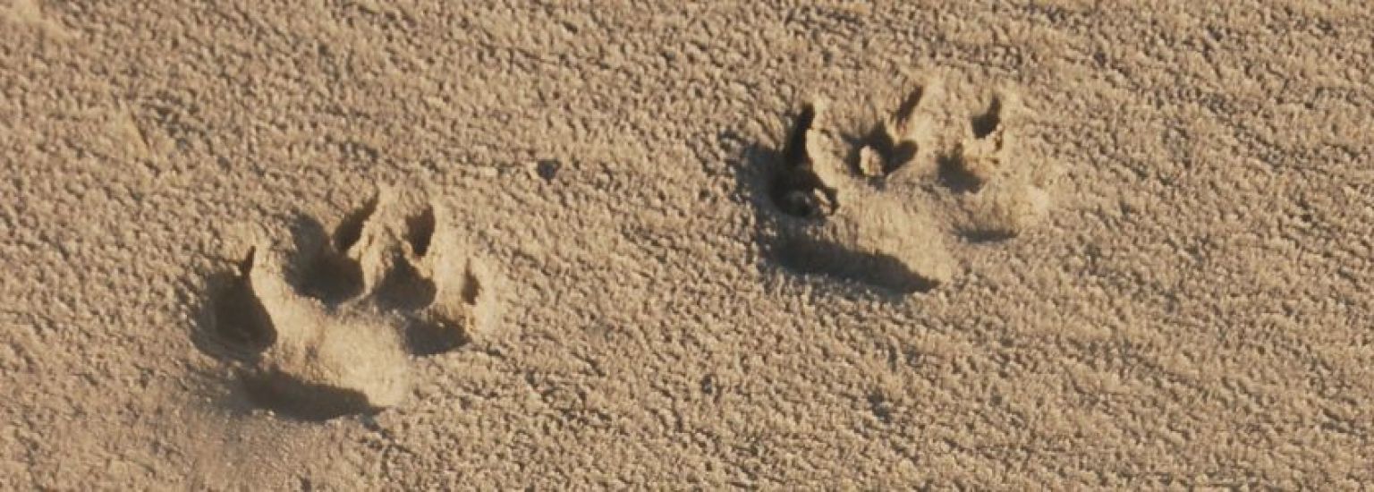 Häufig gestelte Fragen über Tiere auf Ameland- VVV Ameland.