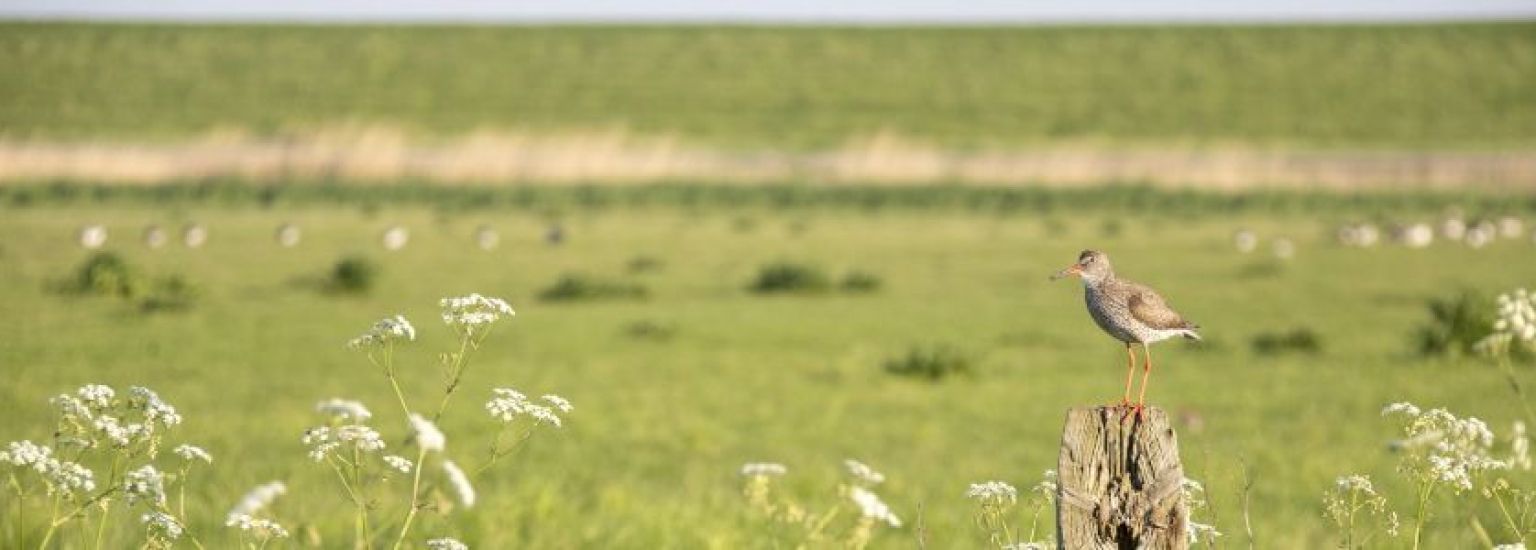 Häufig gestelte Fragen über Tere auf Ameland- VVV Ameland.