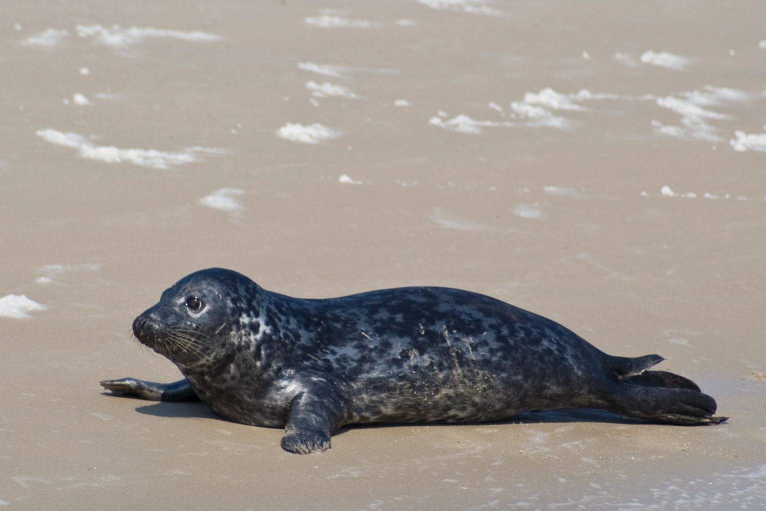 Bootsfahrt zu den Robben Ms Zeehond