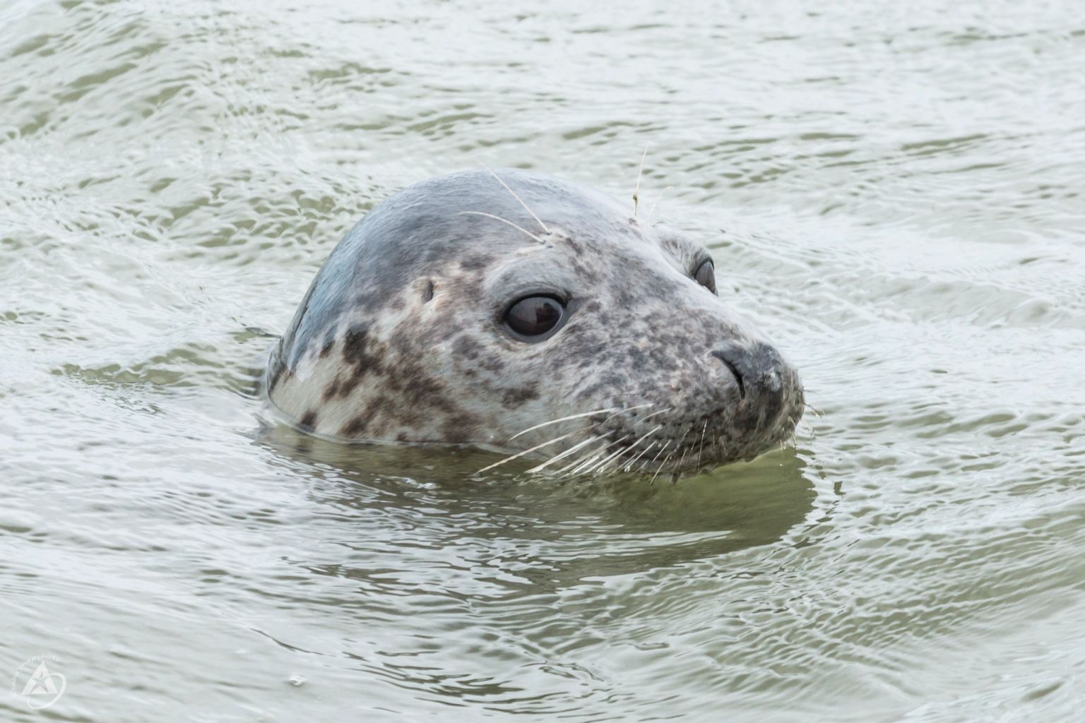 Bootsfahrt zu den Robben Ms Zeehond