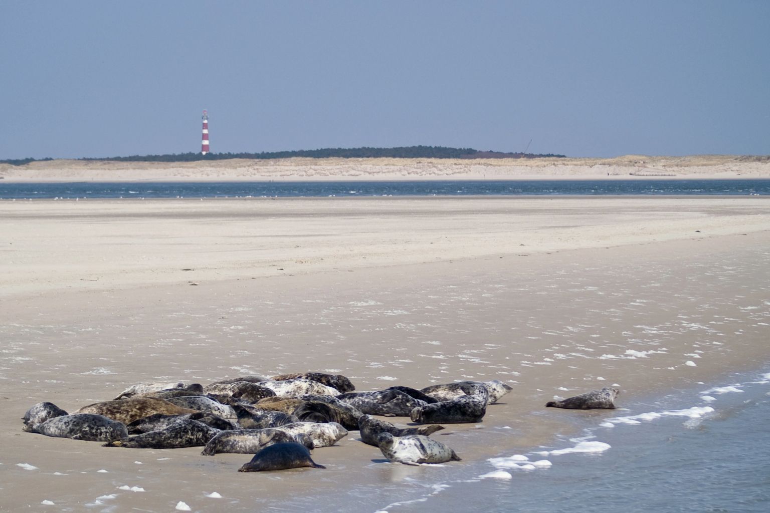 Bootsfahrt zu den Robben Ms Zeehond