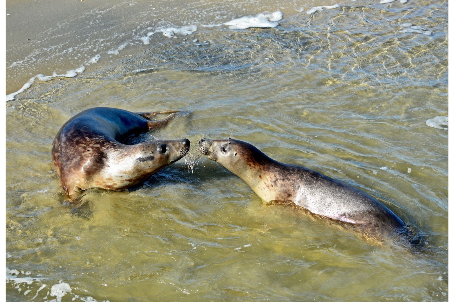 Bootsfahrt zu den Robben Ms Zeehond