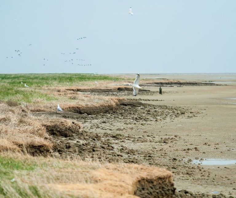 Oerd und Hôn auf Ameland