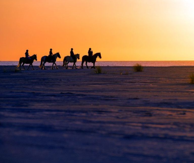 Pferdeinsel Ameland - VVV Ameland