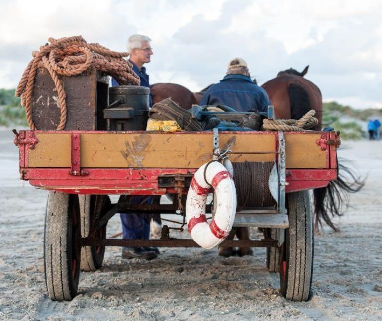 Pferdeinsel Ameland - VVV Ameland