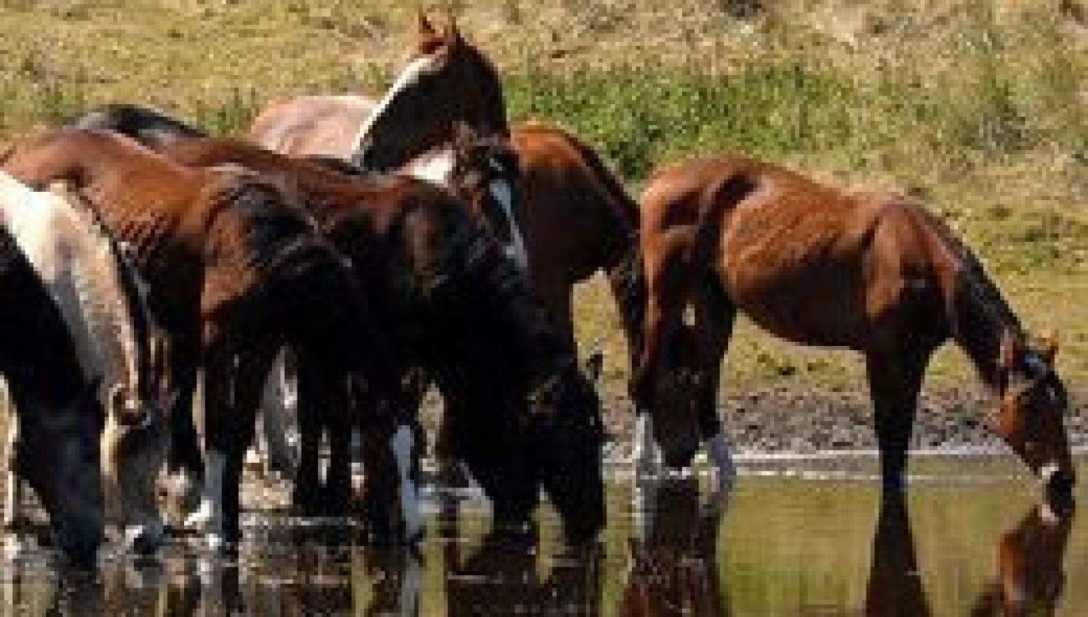 Pferdeinsel Ameland - VVV Ameland