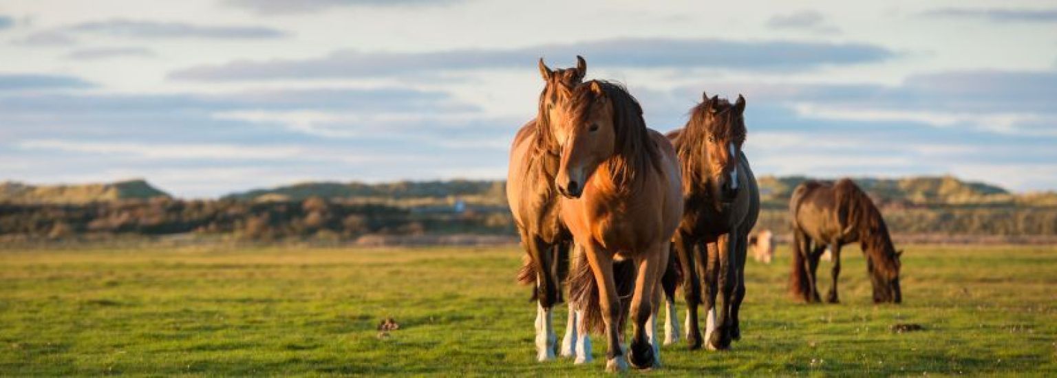 Häufig gestelte Fragen über Events und Aktivitäten auf Ameland - VVV Ameland