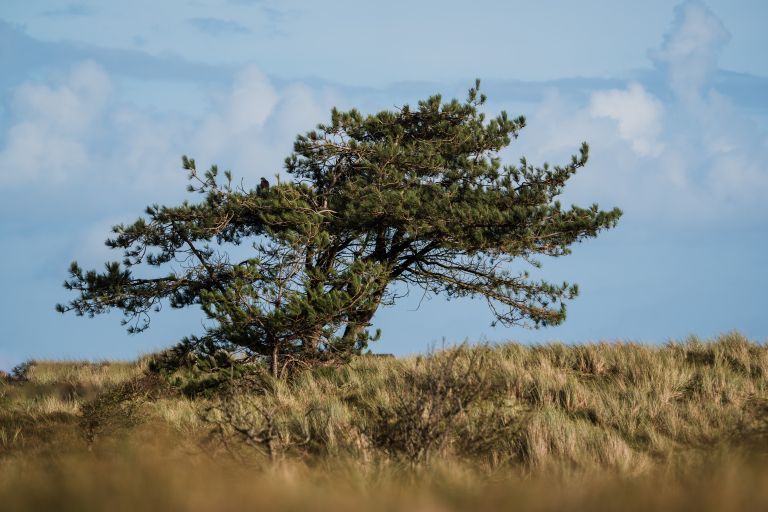 Gute Vorsätze? Fangen Sie auf Ameland an! - VVV Ameland