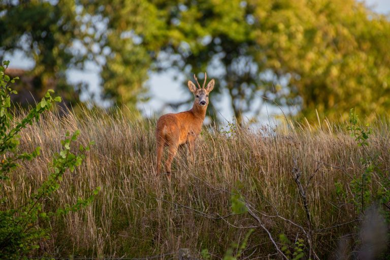 Gute Vorsätze? Fangen Sie auf Ameland an! - VVV Ameland