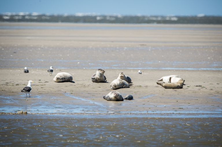 Aktuelle Programmübersicht - VVV Ameland