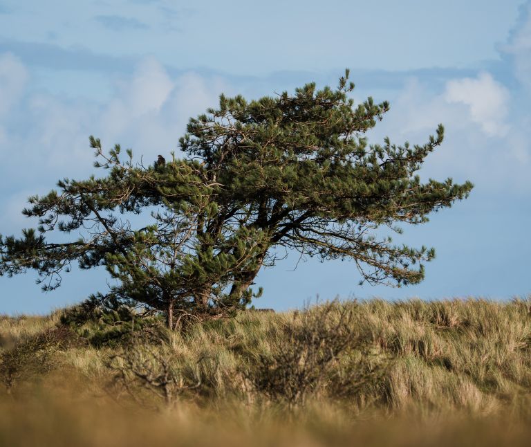 Wandern auf Ameland - VVV Ameland