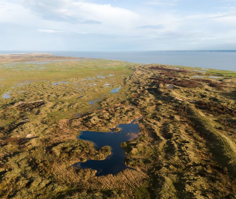 Rohrweihe - VVV Ameland