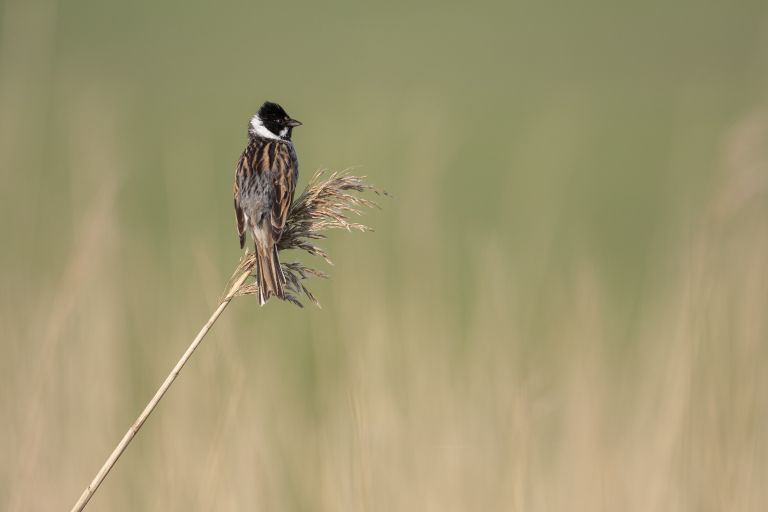 Frühling auf Ameland: Ihr ultimativer Frühlingsausflug - VVV Ameland