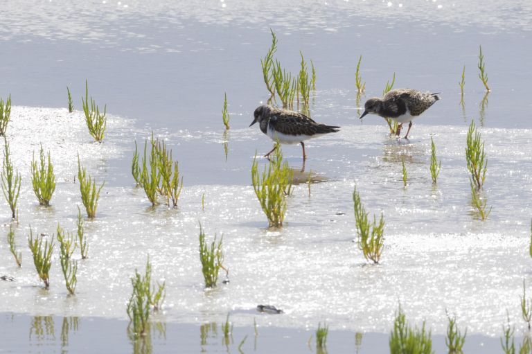 Frühling auf Ameland: Ihr ultimativer Frühlingsausflug - VVV Ameland