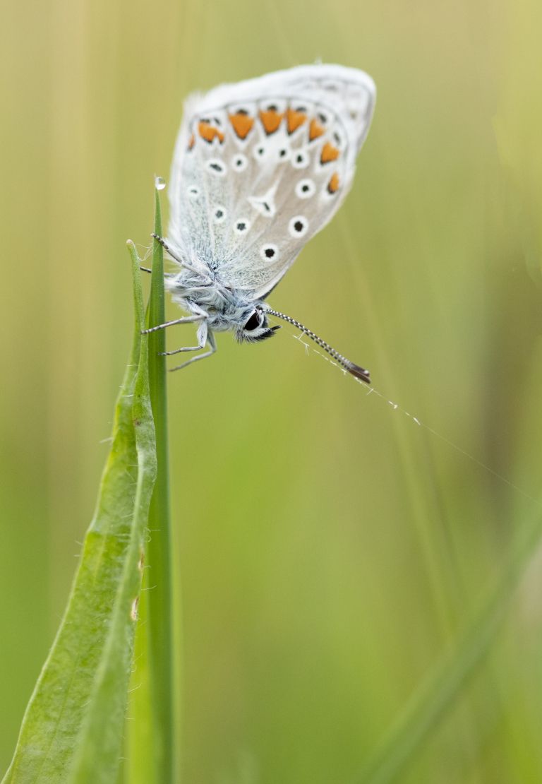 Frühling auf Ameland: Ihr ultimativer Frühlingsausflug - VVV Ameland