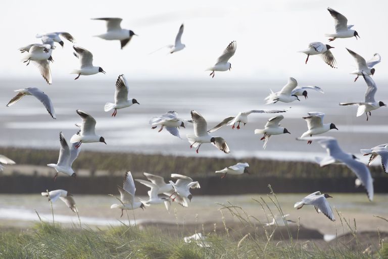 Oerd en Hôn - VVV Ameland