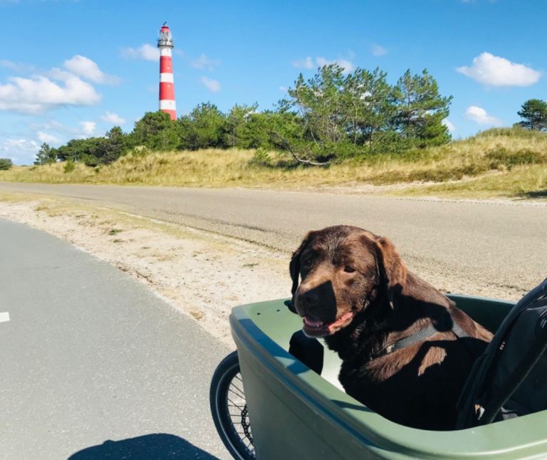 Last-Minute-Angebote mit Hund