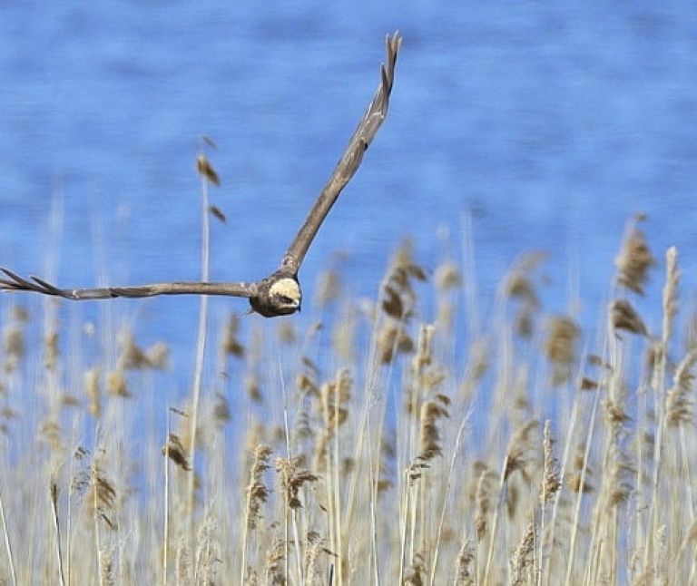 Rohrweihe - VVV Ameland