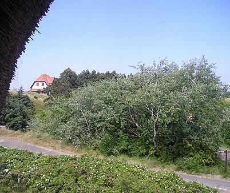 Bungalow Canidunum - VVV Ameland