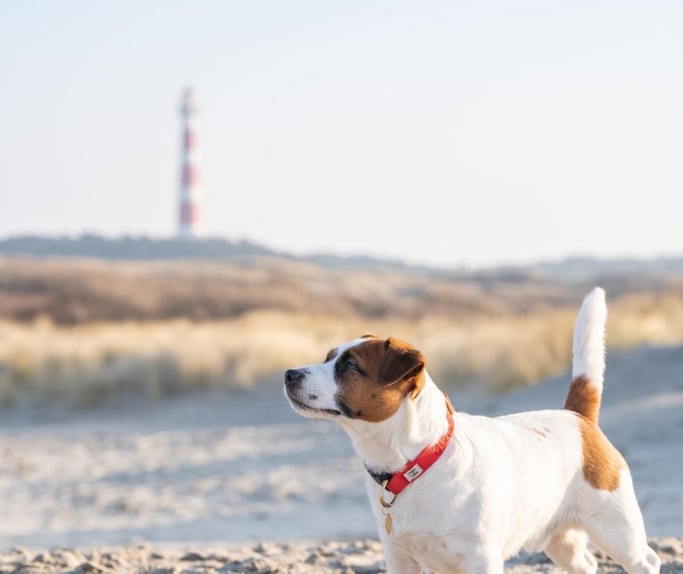 Last-Minute-Angebote mit Hund