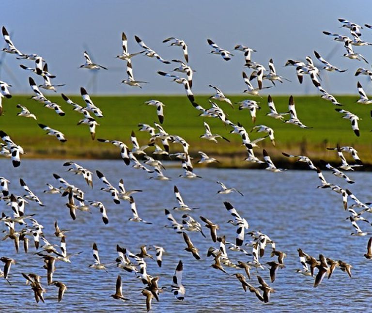 Säbelschnäbler - VVV Ameland