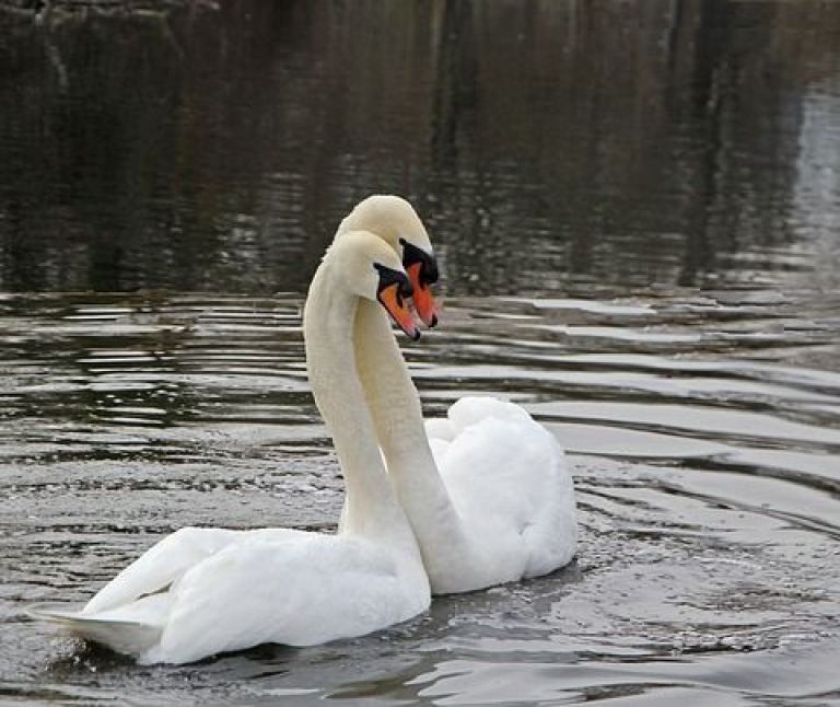 Höckerschwan - VVV Ameland