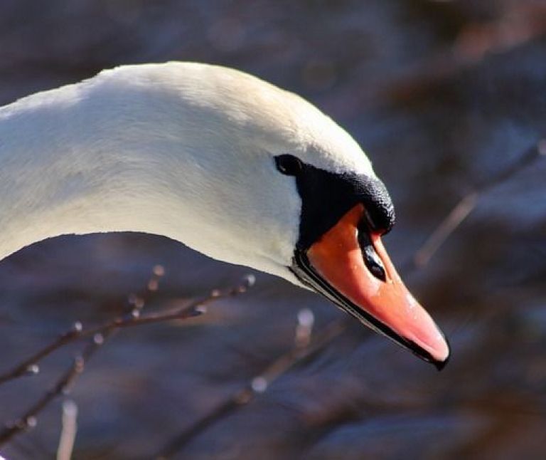 Höckerschwan - VVV Ameland