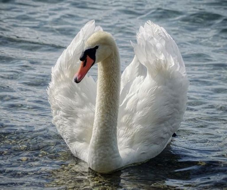 Höckerschwan - VVV Ameland