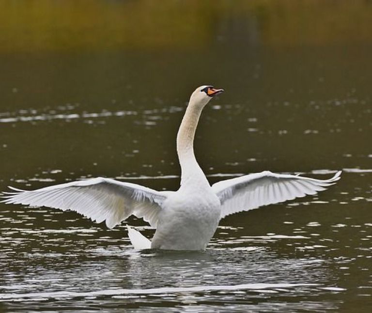 Höckerschwan - VVV Ameland