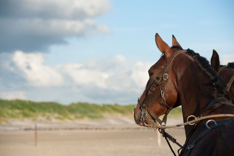 Vorführung des Pferderettungsbootes - VVV Ameland