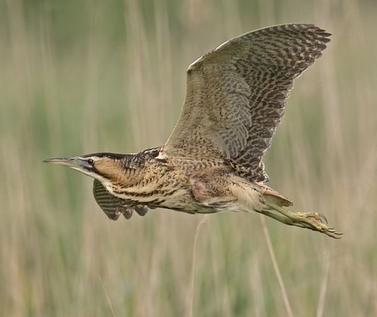 Rohrdommel - VVV Ameland