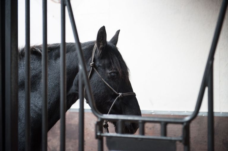 Besuch Filmset „Mein Freund Shadow“ - VVV Ameland