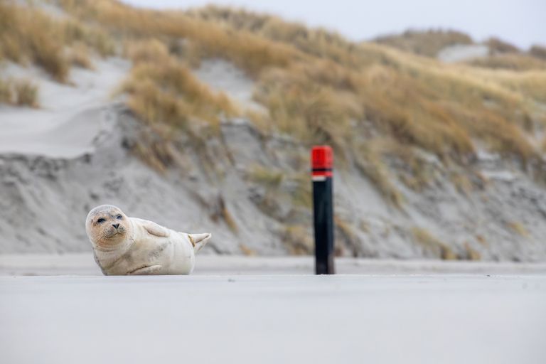 Zeit für Abenteuer? Zeit für Ameland! - VVV Ameland