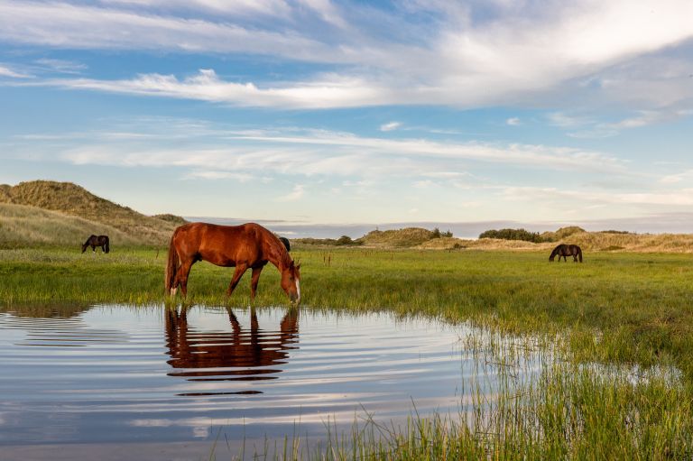 Zeit für sich selbst? Zeit für Ameland! - VVV Ameland