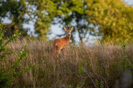 Allgemeine Bedingungen Flaschenpost & einsendungen Fotos - VVV Ameland