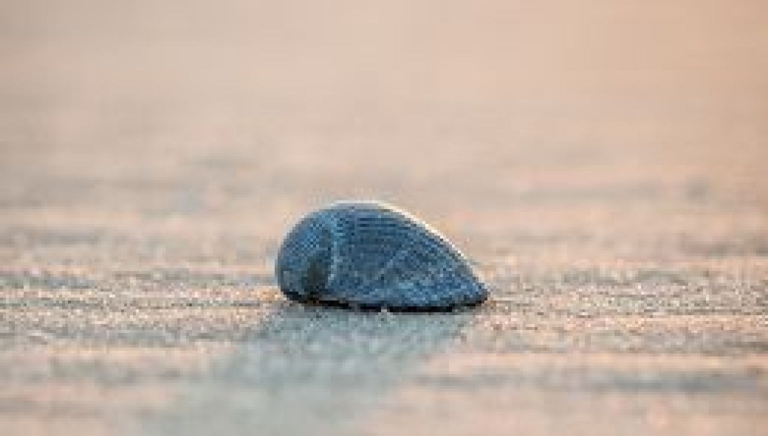 Häufig gestellte Fragen VVV Ameland