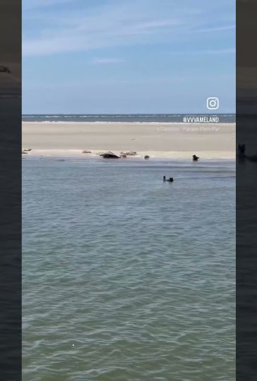 Zeehonden spotten tijdens een boottocht langs de kust van Ameland