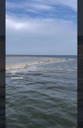 Zeehonden spotten op Ameland⛴️