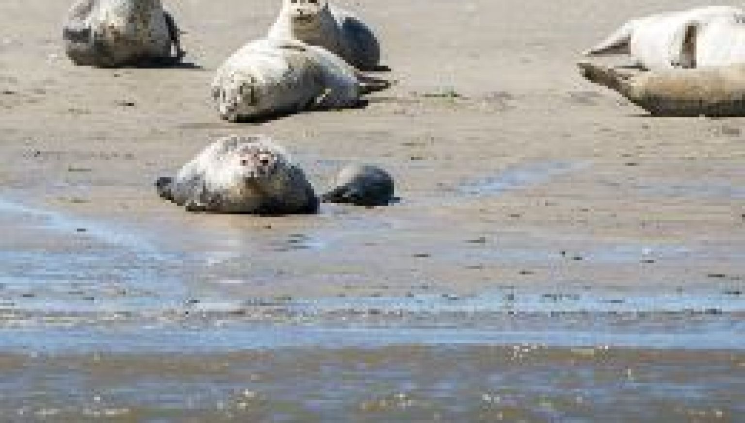 Veelgestelde vragen over huisdieren op Ameland - VVV Ameland