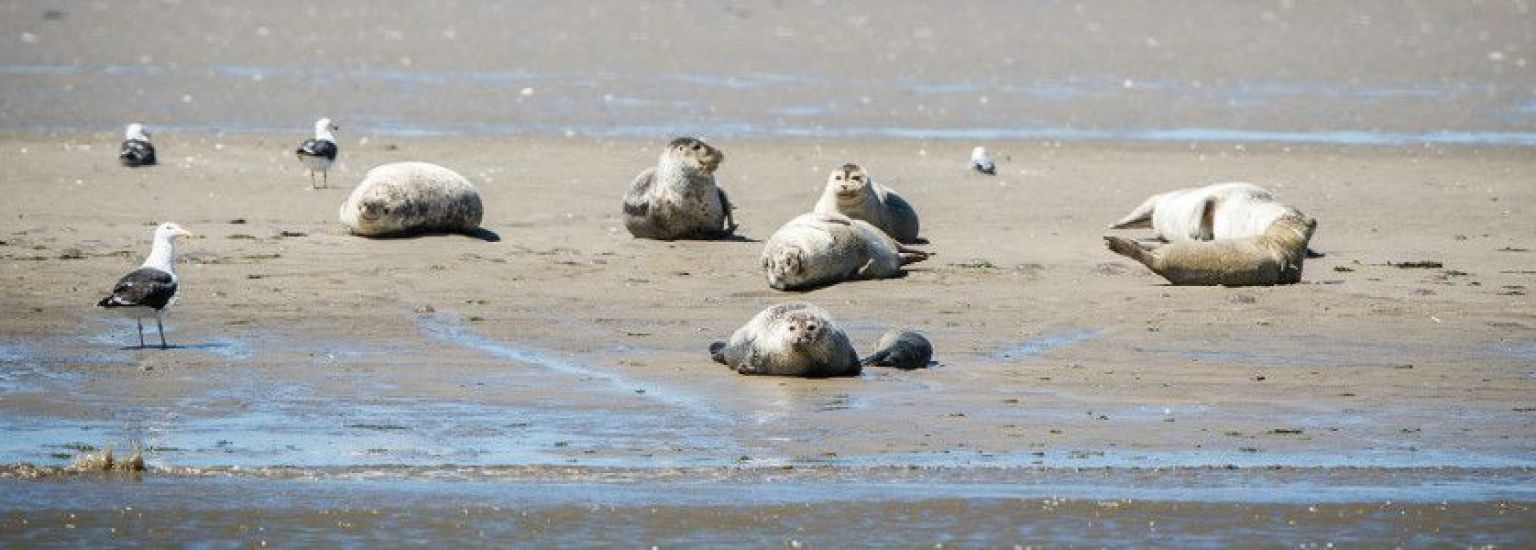 (Wie) sollte man sich einer Robbe nähern? - VVV Ameland