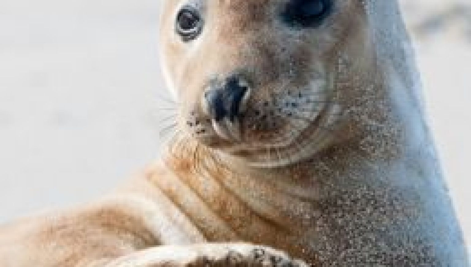 Sehen und Erleben auf Ameland