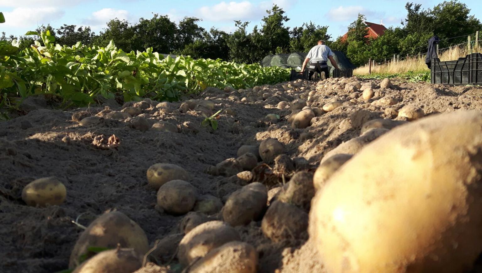 Amelander Kartoffeln - Ameländer Produkte - VVV Ameland