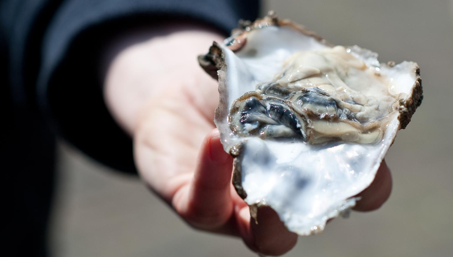 Ameländer Austern, Meeräsche und Seebarsch - Ameländer Produkte - VVV Ameland