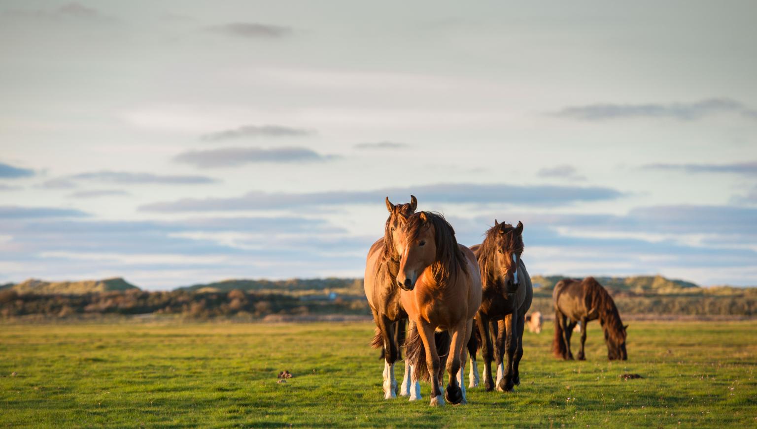 Ferienhäuser Buren 7 oder mehr Personen - VVV Ameland