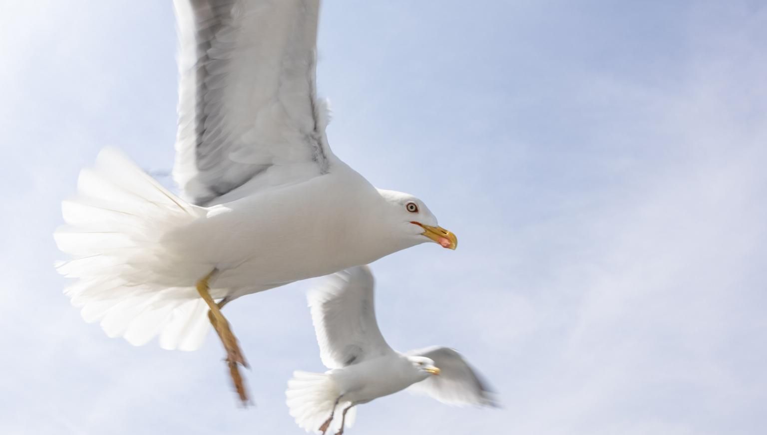 Tierrettungswagen Ameland - VVV Ameland