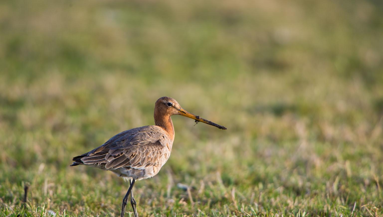 Tierfürsorge - VVV Ameland