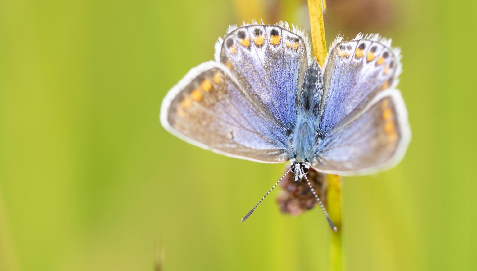 Flora en fauna Ameland